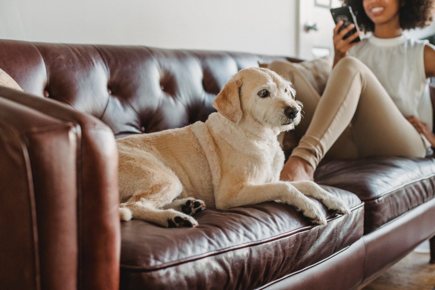The Best Couch Covers for Pets: A Thorough Guide