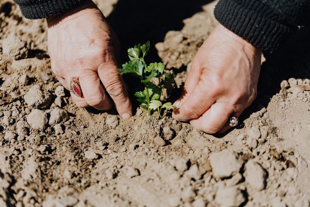 First-Time Gardening Tips: Pros and Cons of DIY Landscaping