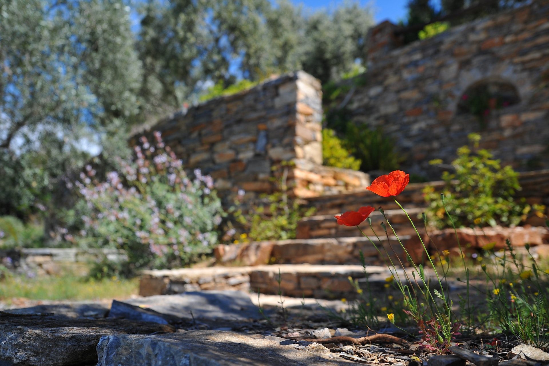 Seasonal Landscaping: Adapting Your Outdoor Space for Year-Round Enjoyment