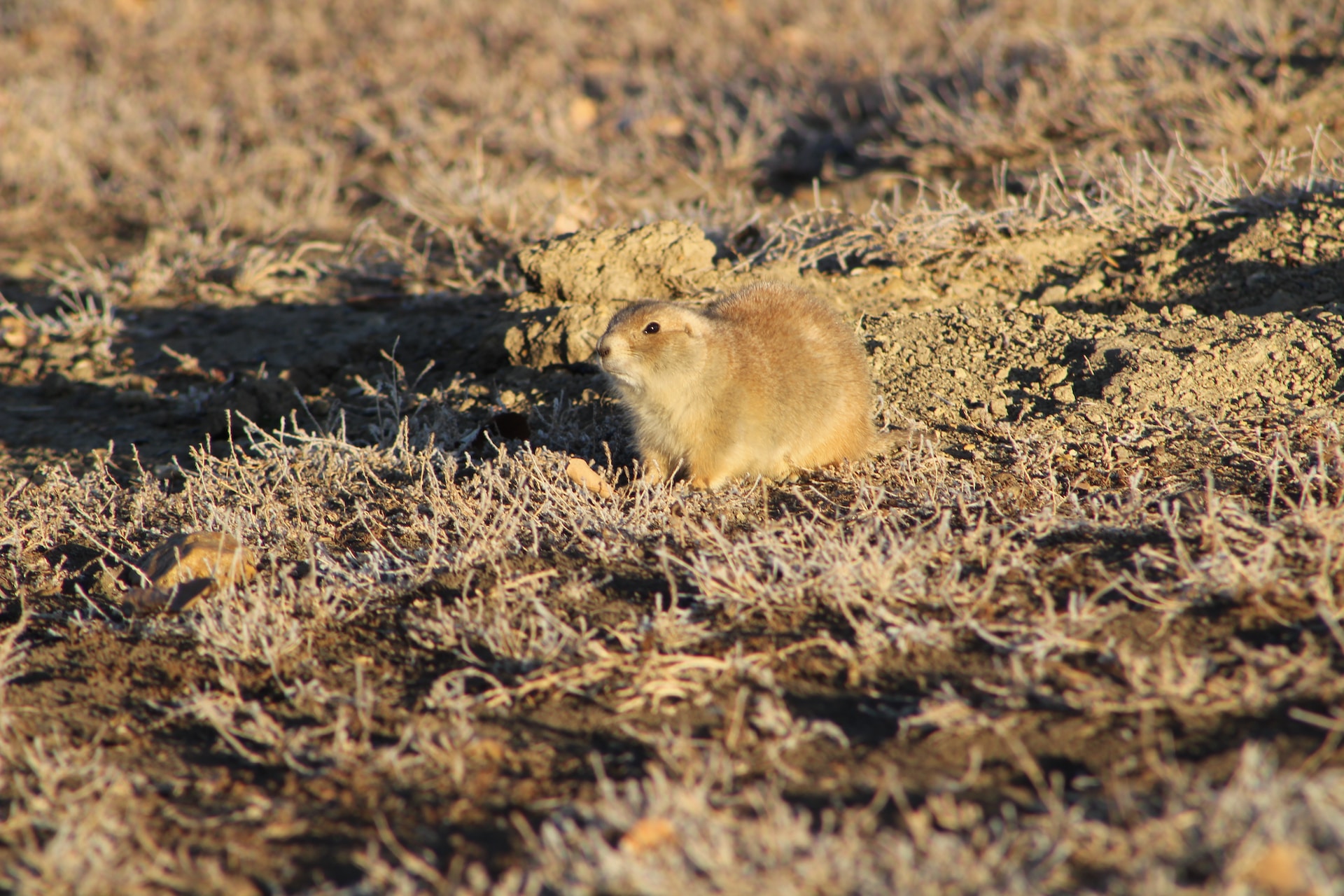 4 Questions to Ask a Gopher Removal Service Before Hiring