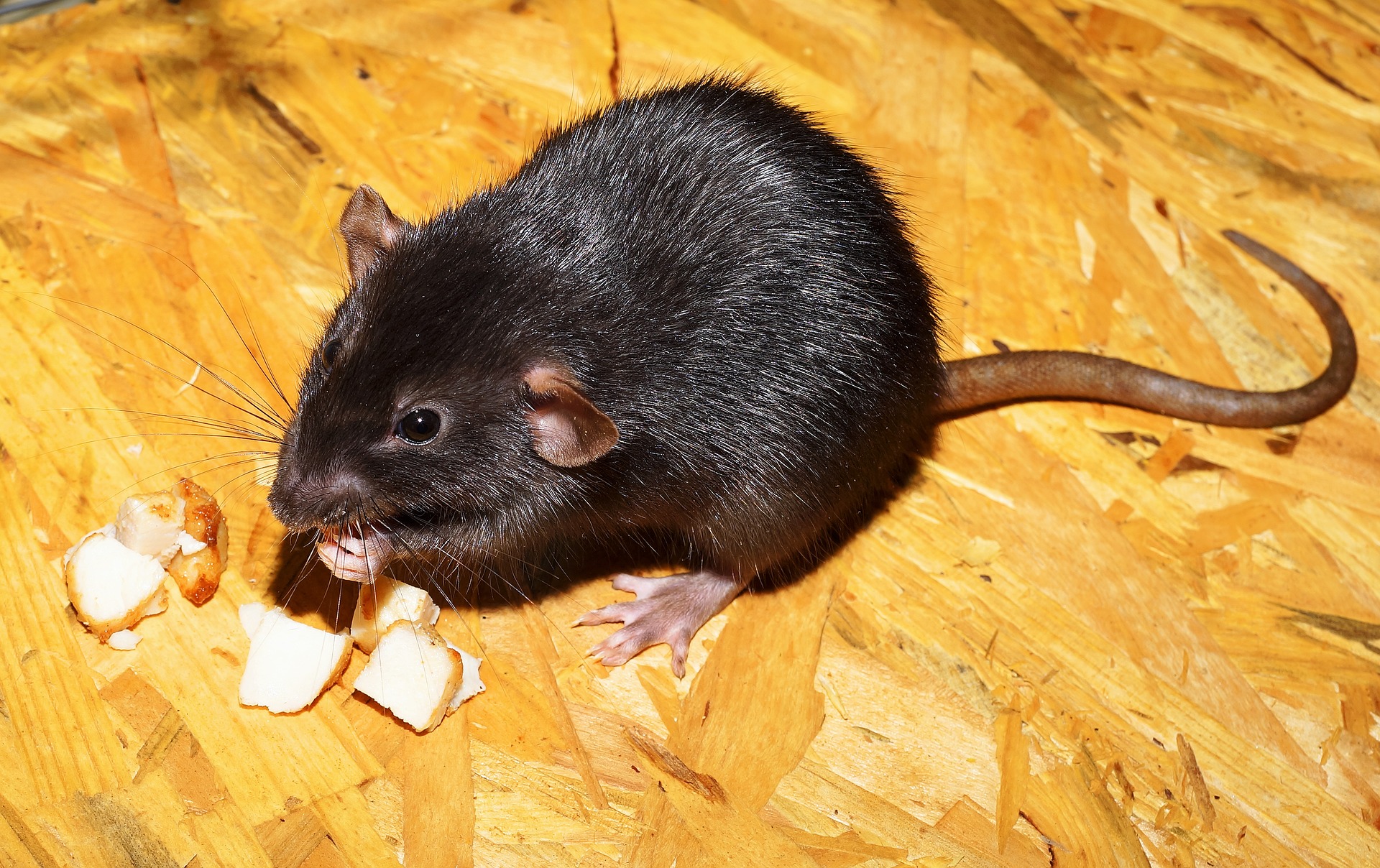 Rodent-Free Living: Essential Tips for a Healthy Home Environment