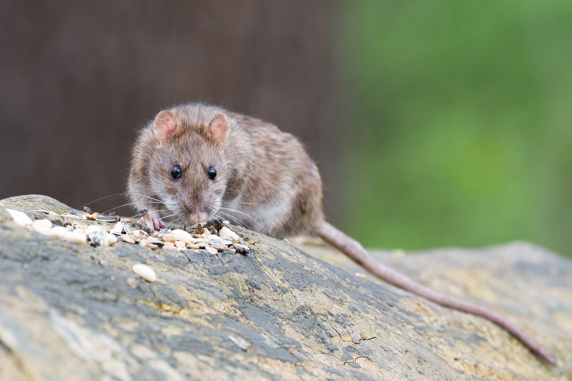 Rat vs. Mouse: What’s the Difference in Control Strategies