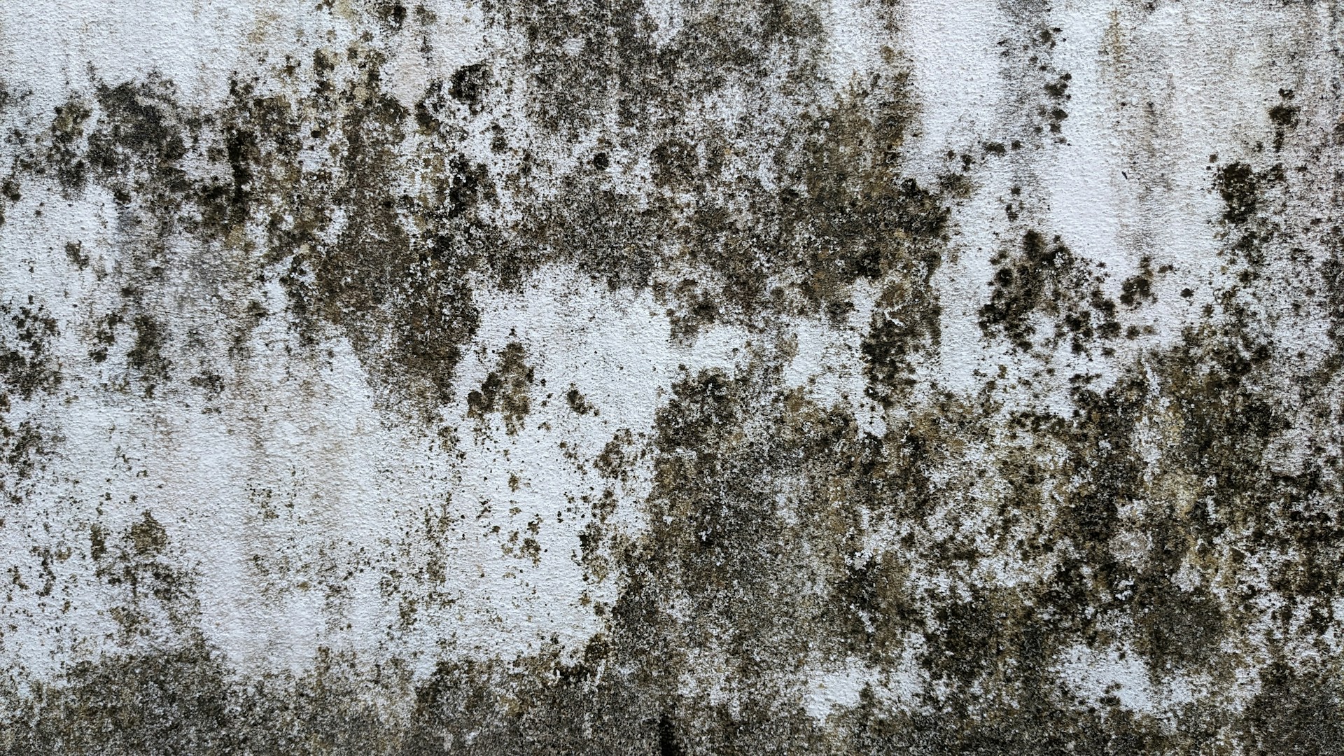 Mold Damage and Building Materials: Understanding How Different Surfaces and Materials React to Mold Growth and Remediation Methods
